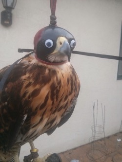 becausebirds:  archiemcphee:  Behold, the noble raptor, fine of feather and googly of eye. Redditor and falconer dirthawker0 put a pair of googly eyes on the hood for this juvenile Harris hawk with awesomely hilarious results. “The first time I put