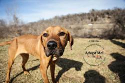 kcpetproject:  Claudia - F - 2 years- Labrador Retrever My sweet face is waiting for you to come take me home and fatten me up. My previous home obviously didn’t know how to take good care of me and I am thankful that animal control found me and brought