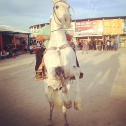 edrancho:  “Caballo de patas blancas..” Un amigo bailando el caballo ayer en La Herradura! #edr #escueladerancho #herradura #suenalabanda # 