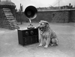 A dog listening to the radio with earphones, whilst smoking a pipe, 1929.