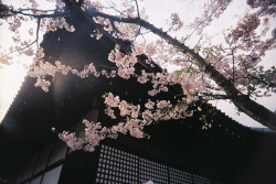 dreams-of-japan:  勧修寺宸殿 Kajū-ji by CorCaeli (Celeste) on Flickr.
