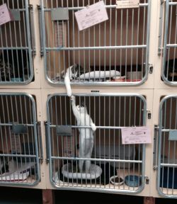 awwww-cute:  The shelter staff said they do this ALL DAY 