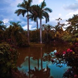 happierthanabillionaire:Tropical Oasis! #CostaRica #palmtree #peaceful #happy #HappierThanABillionaire