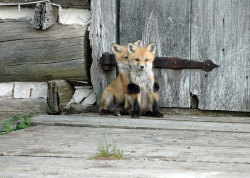 boredpanda:    Baby Foxes That Are Too Cute To Be True   