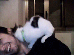 huffingtonpost:  This cat has a crush on a human and isn’t afraid to show it.