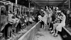 back-then:  The Ingenues, an all-girl, band serenade the cows in the University of Wisconsin 1930 