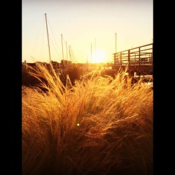 #marina #sunset #staygolden #ponyboy
