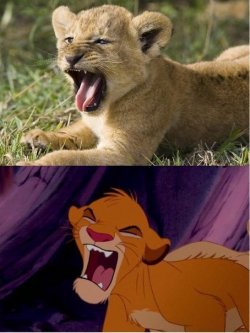 kenyancurves:  verbena99:  krazyaboutkilts:  mooseblogtimes:  LION KING IS NOT JUST A CARTOON  this gives me goosebumps…precious  I still love this movie.  My all time fave movie :)