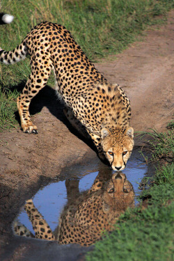 funnywildlife:  Cheetah Drinking in the Masai Mara by Rob Kroenert on Flickr.  I want to go to the Masai Mara one day