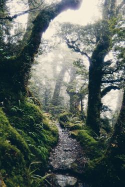 expressions-of-nature:  by Ellen Flipse Routeburn Track, New Zealand 