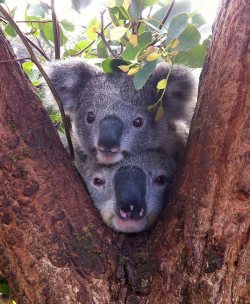 Piggyback peekaboo (Koala Bears)