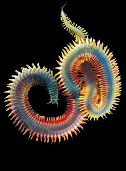 staceythinx:  Photos of Alitta virens by Alexander Semenov. Don’t let the pretty colors fool you, these sandworms are plenty scary. They can get quite big (sometimes exceeding four feet)  and they occasionally bite humans. They just might be the nastiest