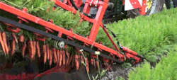 archiemcphee:  This video from dewulf provides a mesmerizing glimpse of how carrots are harvested by a Dewulf GKIIISE top-lifting carrot harvester. The impressive machine smoothly pulls up three rows of carrots at the same time and manages to collect
