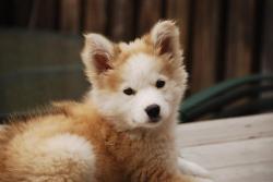 thelastjackalope:   Golden Retriever / Siberian Husky mix  That is seriously the cutest puppy I’ve ever seen. 