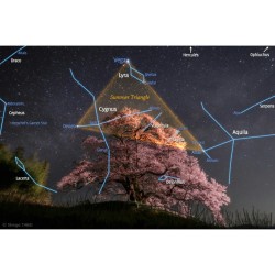 Summer Triangles over Japan #nasa #apod #vega #deneb #altair #triangle #asterism #stars #star #universe #galaxy #japan #cherry #tree #science #space #astronomy #annotated