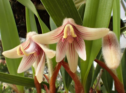 orchid-a-day:  Campanulorchis globiferaSyn.: Campanulorchis globifera var. albiflora;   Eria globifera;  Eria langbianensisMarch 7, 2021