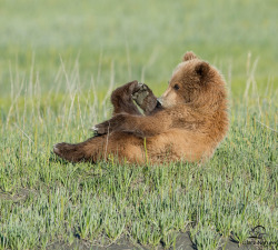 redwingjohnny:   	Relaxing Brown Bear Cub on the Meadow by David &amp; Shiela Glatz    	Via Flickr: 	Yearling Brown Bear cub (Ursus arctos) relaxes in the meadow.  This little bear had an unusual fascination with her feet - she was constantly playing