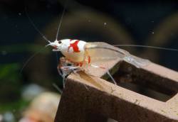 aquaticmag:  simonsaquascapeblog:  Shrimp: caridina shrimp This seems to be a mutation of a PRL in one of Juri Jansen‎’s breeding tanks. It reminds me to the Rili mutation in the neocaridina davidi family. Lovely!   is it a crystal red or is it a