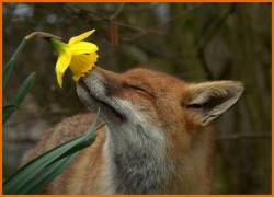 Don’t forget to stop and smell the flowers (Red Fox)