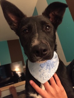blackfoxriot:  blackfoxriot:  Her muzzle looks chubbier than it really is &lt;3   This is my lifesaver Mischief who I am trying to raise money to keep. Vet bills are stacking up because she just got out of the hospital because she came down with Parvo. 
