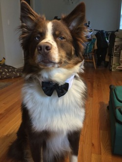 awwww-cute:  This chap is looking dapper as heck (Source: http://ift.tt/1WxXY9q)