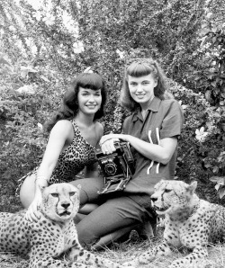 summers-in-hollywood:Bettie Page during a photo session with photographer Bunny Yeager, 1954.   The image of Page posing with two Cheetahs became an iconic photo. 