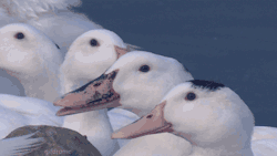 the-disney-world-veteran:  professorhook:  al-grave:  godotal:  Randomly remembering a joke and laughing about it to yourself  This fucking duck. Gets me every time.   This duck is me always  But one time I remembered this gif and did the same thing