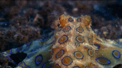 ocean-depths:  blue ringed octopus 