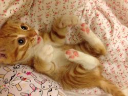 awwww-cute:  Claw trap. Touch that belly and you’ll have a permanent kitty attached to your forearm 