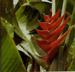  lobster claw (heliconia) 