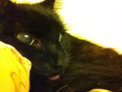 bedbugsbiting:  Oscar the Cat stars in Blep 2: The Bleppening.