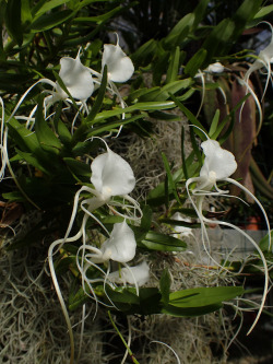 orchid-a-day:  Angraecum germinyanumSyn.: Mystacidium germinyanum; Angraecum ramosum subsp. bidentatumJanuary 20, 2019 