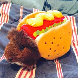 awwww-cute:  This is Wooster, in his Halloween costume