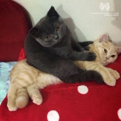 catsofinstagram:  From @Jacob_Bella_cats: “Bella is the best comfortable sofa for me 😽💕” #catsofinstagram [source: http://ift.tt/1mcf6OT ]