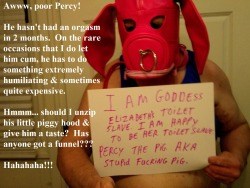 Percy The Pig AKA stupidfuckingpig