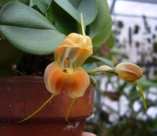 orchid-a-day:  Masdevallia prodigiosaJanuary 25, 2022