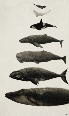 asterionellaa:  Whales! From top to bottom: Narhwal, Beluga Whale, Orca, Humpback Whale, Sperm Whale, Right Whale, and Blue Whale (Approx size differences)   Jennifer Hui, 2015