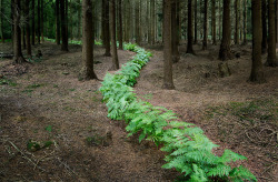 itscolossal:  Temporary Installations Create Winding Paths Through a Forest in the South of England