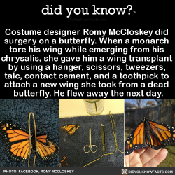 did-you-kno:  Costume designer Romy McCloskey did  surgery on a butterfly. When a monarch  tore his wing while emerging from his  chrysalis, she gave him a wing transplant  by using a hanger, scissors, tweezers,  talc, contact cement, and a toothpick