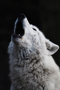 envyavenue:  Howling at the Moon by Edwin Butter. 