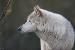 wild-diary: Wolf | Chris Brooks
