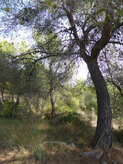 valscrapbook:  molieresphotography: Bosc de Belver. Palma de Mallorca, Copyrights Val Moliere 2013