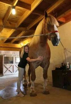 kintatsujo:  valnon:  strangebiology:  The world’s tallest horse. Jake is an 11-year-old Belgian gelding and he weighs 2600 lbs. He stands 20 hands, 2.75 inches at the shoulder, or 6’10 3/4”.  Note: this horse is a gelding. That’s why he’s