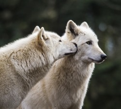 beautiful-wildlife:  Wolf Kiss by Sonya Lang