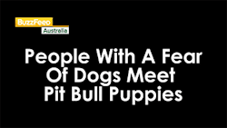 sizvideos:  People with fear of dogs meet cute Pit Bull puppies! - watch their reaction 