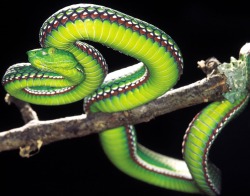 Deadly beauty (Vogel’s Pit Viper ~ nicknamed 100-Pace-Snake from a local belief that once bitten, a victim has little chance of walking farther than 100 paces before dropping dead)