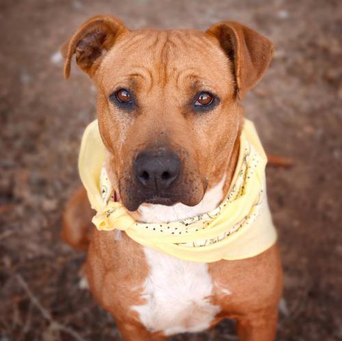 shelterpetproject:  Mina is the pet of the week at High Country Humane in Flagstaff, Arizona, and she sure is workin’ it, isn’t she?! Mina has been with High Country since November and is SO ready to find a home of her own. Her personal phoDOGrapher,