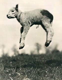 Mouton volant, 1936.