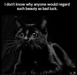 marinakaye:  begmetocome:  masterwolf187:  I love cats! 😻  My black Pancake is my good luck charm   shwbnd…. Kitty :3