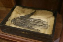 xostie:  The Hand of Glory is the dried and pickled hand of a man who has been hanged, often specified as being the left (Latin: sinister) hand, or else, if the man were hanged for murder, the hand that “did the deed.”